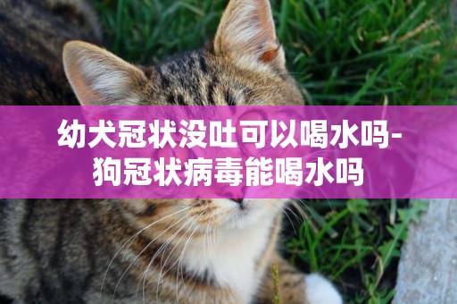 幼犬冠狀沒吐可以喝水嗎-狗冠狀病毒能喝水嗎