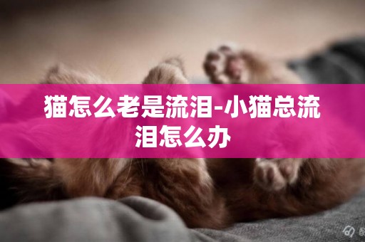 貓怎么老是流淚-小貓總流淚怎么辦