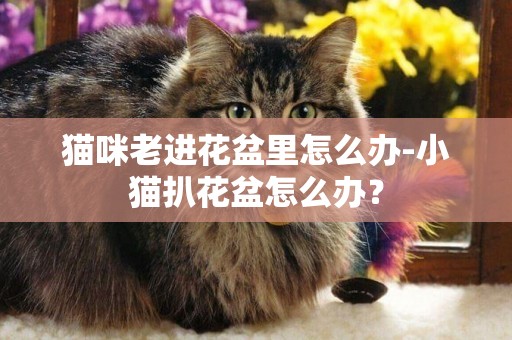 貓咪老進花盆里怎么辦-小貓扒花盆怎么辦？