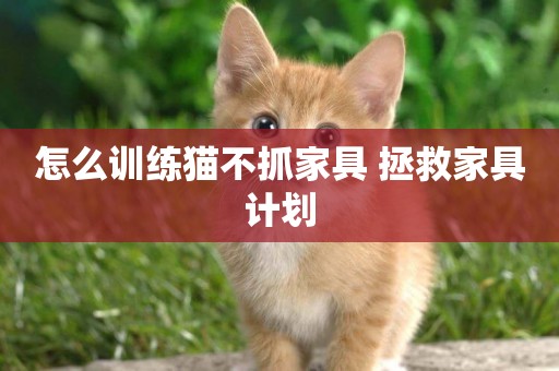 怎么訓練貓不抓家具 拯救家具計劃