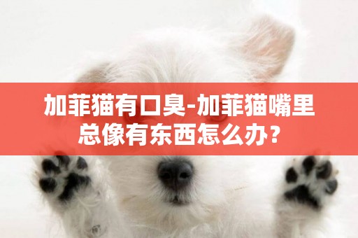 加菲貓有口臭-加菲貓嘴里總像有東西怎么辦？
