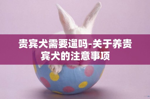 貴賓犬需要遛嗎-關于養貴賓犬的注意事項