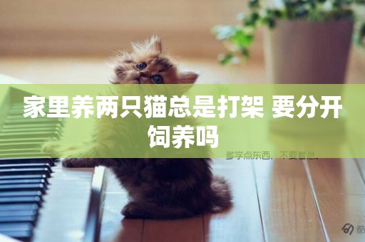 家里養兩只貓總是打架 要分開飼養嗎