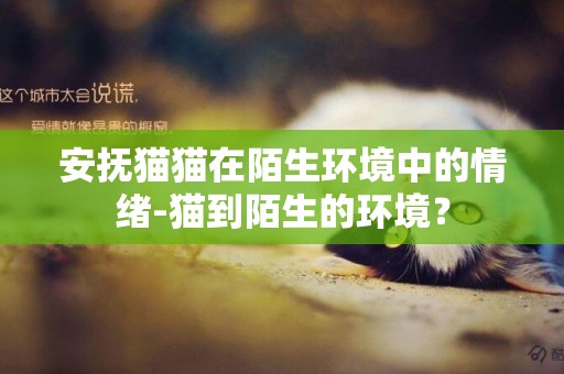 安撫貓貓在陌生環境中的情緒-貓到陌生的環境？