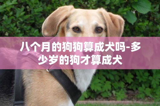 八個月的狗狗算成犬嗎-多少歲的狗才算成犬
