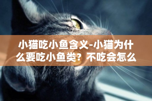 小貓吃小魚含義-小貓為什么要吃小魚類？不吃會怎么樣？