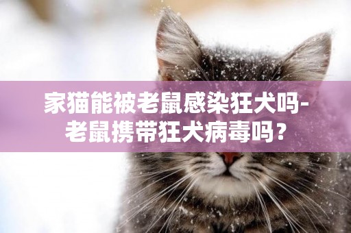 家貓能被老鼠感染狂犬嗎-老鼠攜帶狂犬病毒嗎？
