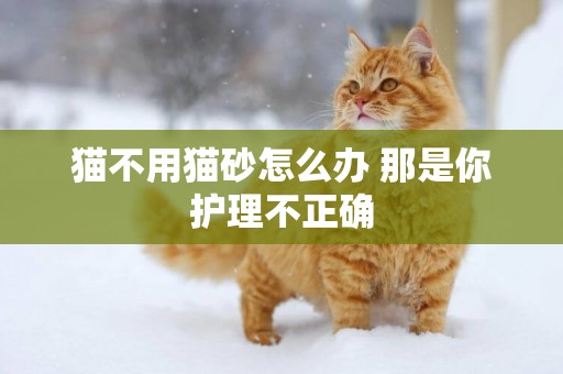 貓不用貓砂怎么辦 那是你護理不正確