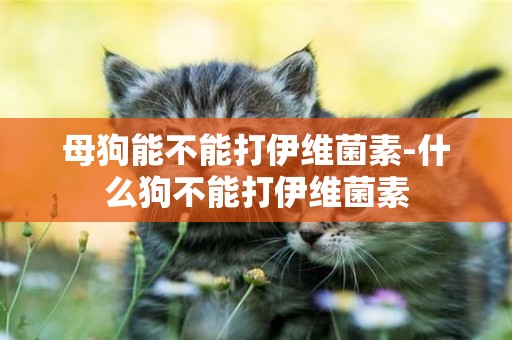 母狗能不能打伊維菌素-什么狗不能打伊維菌素