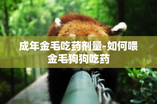 成年金毛吃藥劑量-如何喂金毛狗狗吃藥