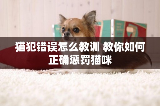 貓犯錯誤怎么教訓 教你如何正確懲罰貓咪