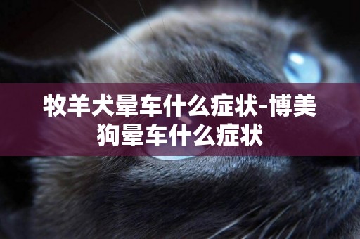 牧羊犬暈車什么癥狀-博美狗暈車什么癥狀