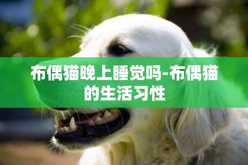 布偶貓晚上睡覺嗎-布偶貓的生活習性