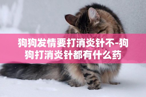 狗狗發情要打消炎針不-狗狗打消炎針都有什么藥