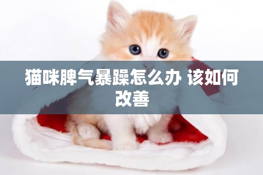 貓咪脾氣暴躁怎么辦 該如何改善