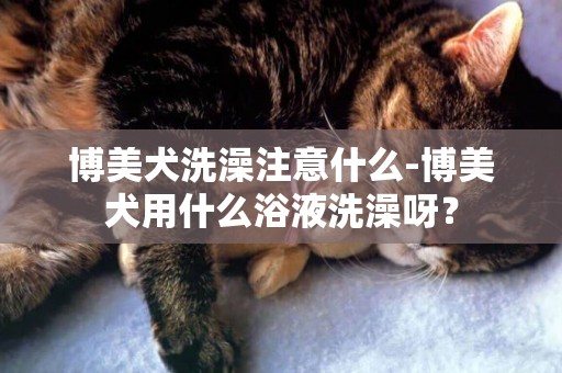 博美犬洗澡注意什么-博美犬用什么浴液洗澡呀？