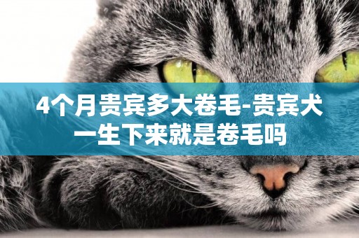 4個月貴賓多大卷毛-貴賓犬一生下來就是卷毛嗎