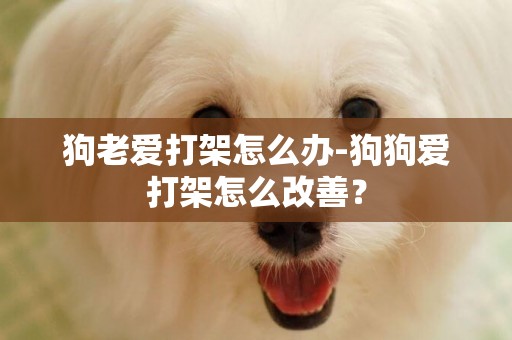 狗老愛打架怎么辦-狗狗愛打架怎么改善？