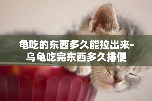 龜吃的東西多久能拉出來-烏龜吃完東西多久排便