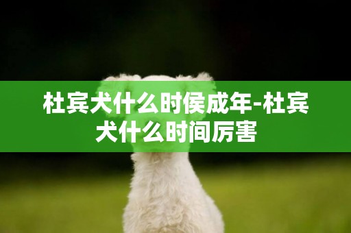 杜賓犬什么時侯成年-杜賓犬什么時間厲害