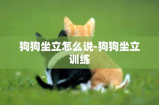 狗狗坐立怎么說-狗狗坐立訓練