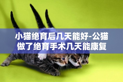 小貓絕育后幾天能好-公貓做了絕育手術幾天能康復