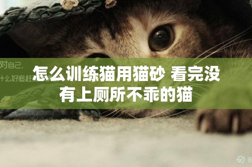怎么訓練貓用貓砂 看完沒有上廁所不乖的貓