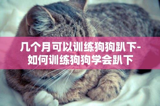 幾個月可以訓練狗狗趴下-如何訓練狗狗學會趴下
