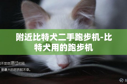 附近比特犬二手跑步機-比特犬用的跑步機