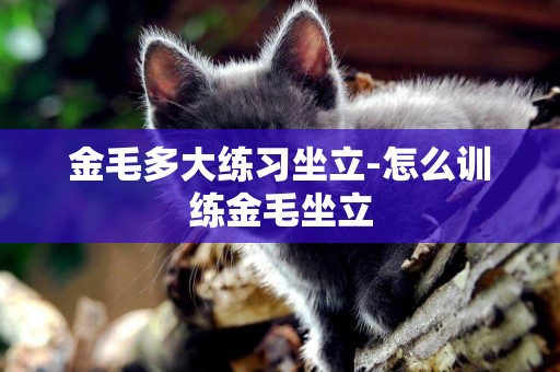 金毛多大練習坐立-怎么訓練金毛坐立