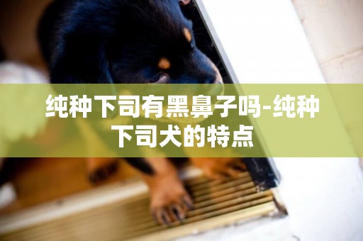 純種下司有黑鼻子嗎-純種下司犬的特點