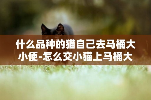 什么品種的貓自己去馬桶大小便-怎么交小貓上馬桶大小便!!!!