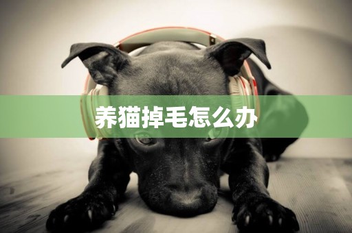 養貓掉毛怎么辦