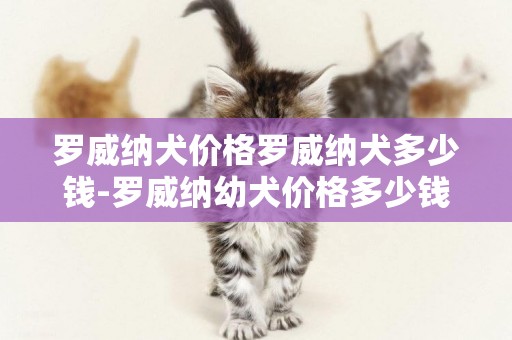 羅威納犬價格羅威納犬多少錢-羅威納幼犬價格多少錢一只