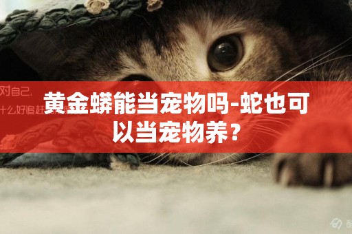 黃金蟒能當寵物嗎-蛇也可以當寵物養？