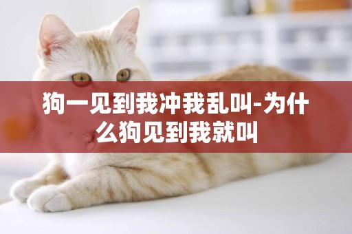 狗一見到我沖我亂叫-為什么狗見到我就叫