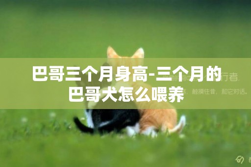 巴哥三個月身高-三個月的巴哥犬怎么喂養