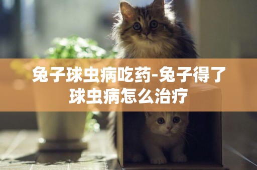 兔子球蟲病吃藥-兔子得了球蟲病怎么治療