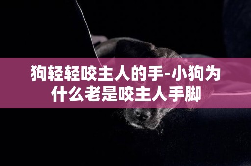 狗輕輕咬主人的手-小狗為什么老是咬主人手腳
