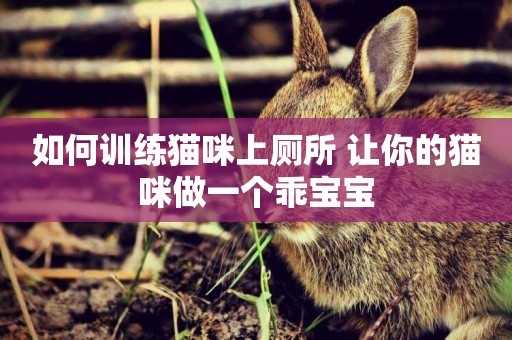 如何訓練貓咪上廁所 讓你的貓咪做一個乖寶寶