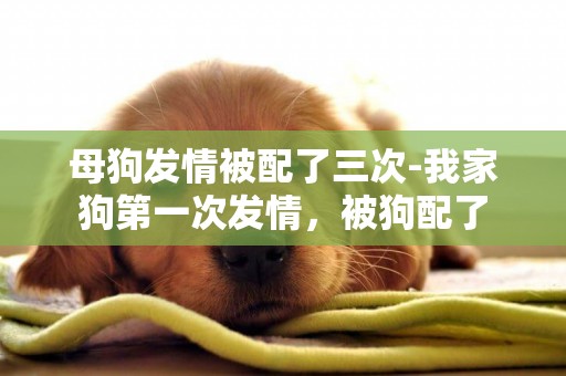 母狗發情被配了三次-我家狗第一次發情，被狗配了