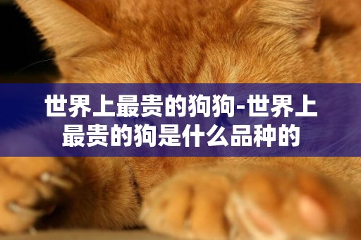 世界上最貴的狗狗-世界上最貴的狗是什么品種的