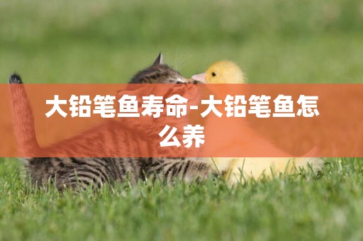 大鉛筆魚壽命-大鉛筆魚怎么養