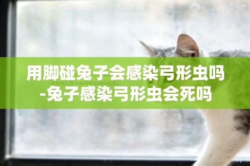 用腳碰兔子會感染弓形蟲嗎-兔子感染弓形蟲會死嗎