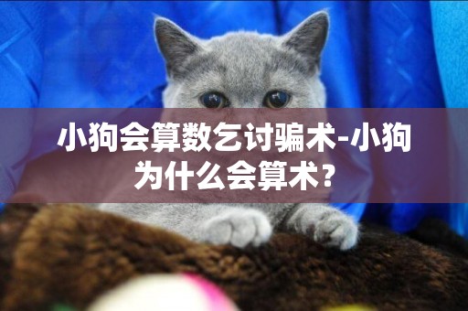 小狗會算數乞討騙術-小狗為什么會算術？
