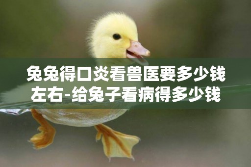 兔兔得口炎看獸醫要多少錢左右-給兔子看病得多少錢？