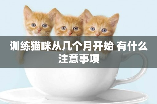 訓練貓咪從幾個月開始 有什么注意事項