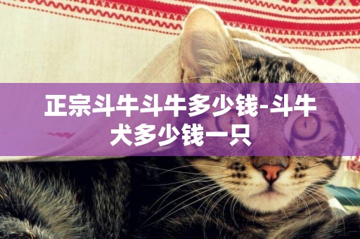 正宗斗牛斗牛多少錢-斗牛犬多少錢一只