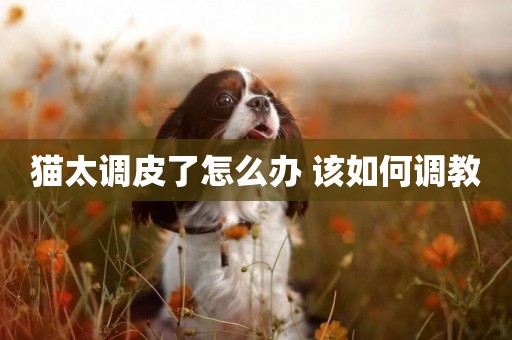 貓太調皮了怎么辦 該如何調教