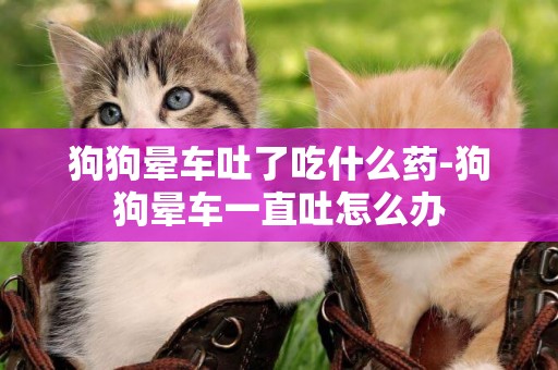 狗狗暈車吐了吃什么藥-狗狗暈車一直吐怎么辦